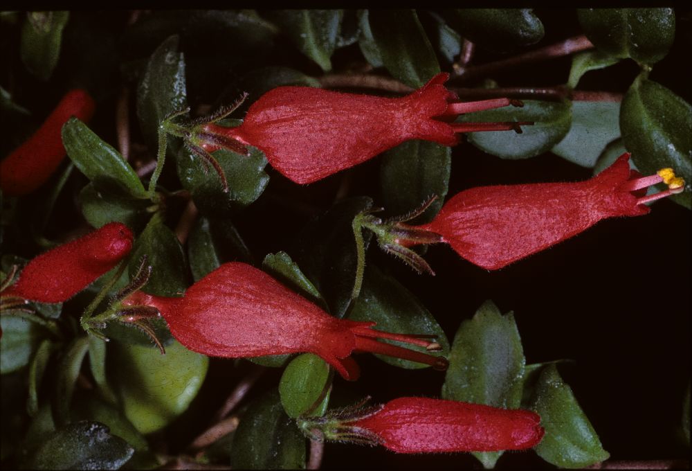 Gesneriaceae Sarmienta repens