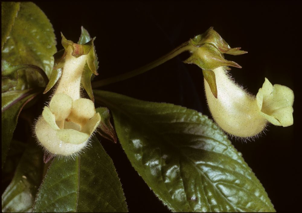 Gesneriaceae Sinningia barbata