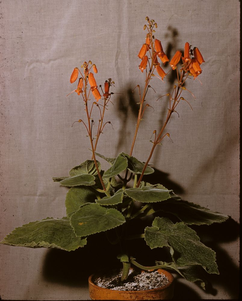 Gesneriaceae Smithiantha fulgida