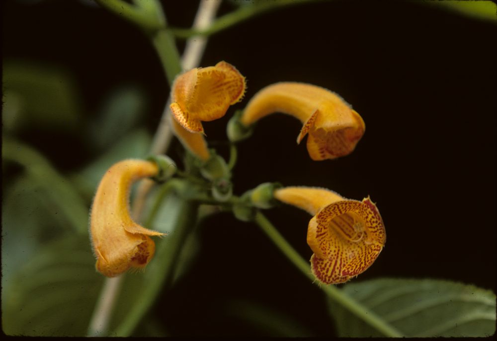 Gesneriaceae Solenophora insignis