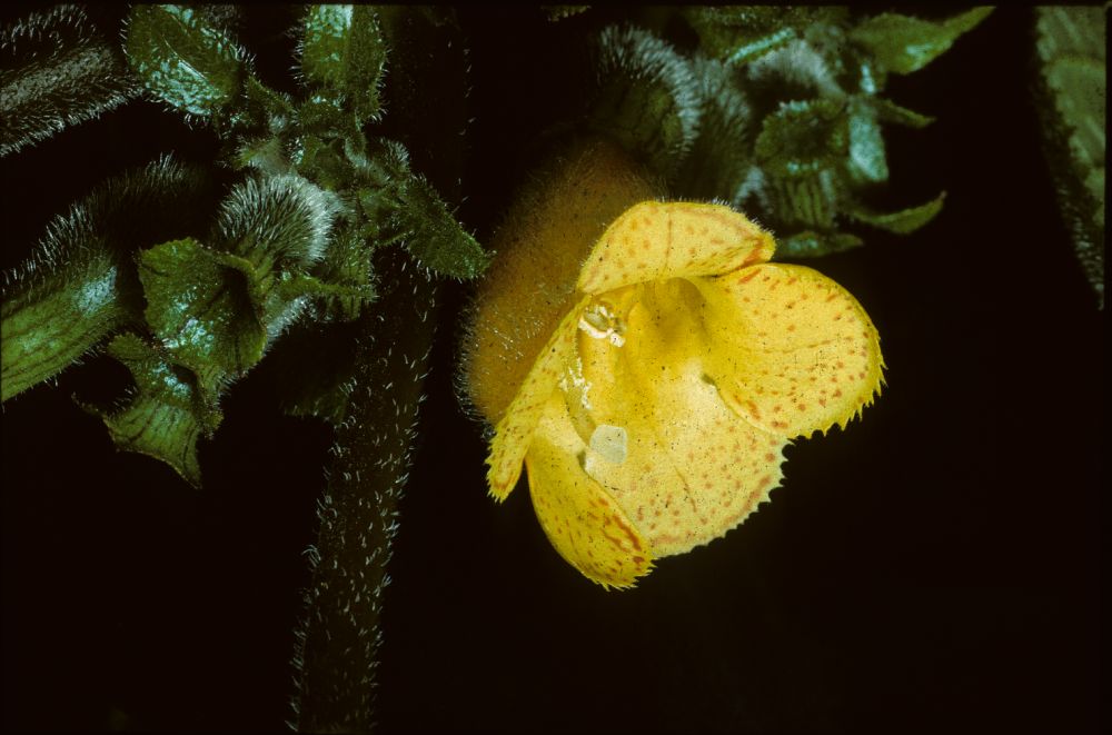 Gesneriaceae Solenophora mortonii