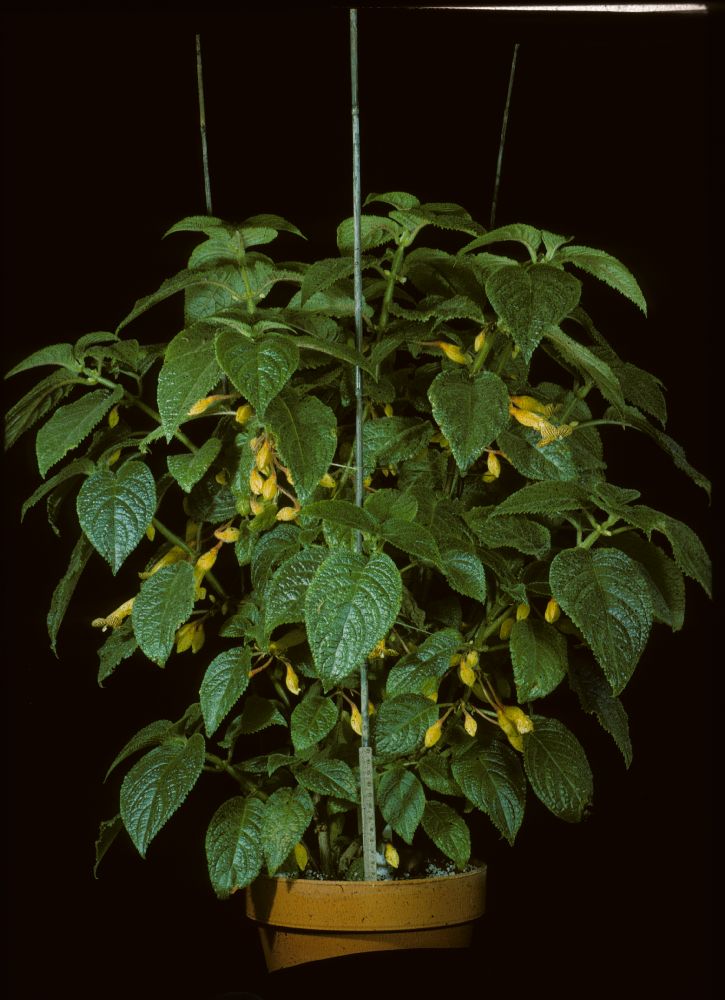 Gesneriaceae Solenophora tuxtlana