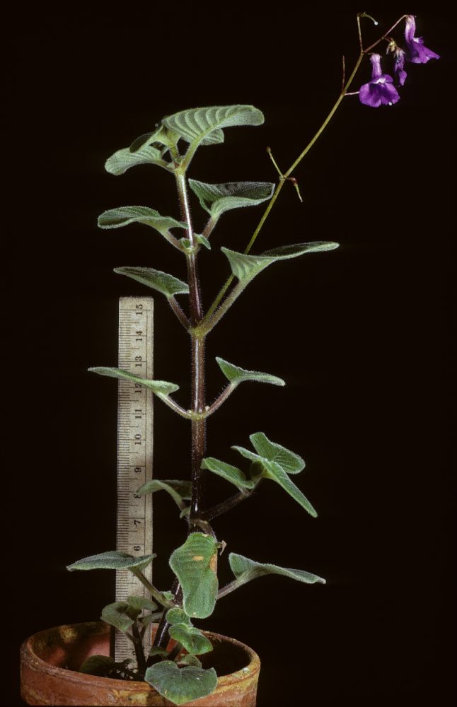 Gesneriaceae Streptocarpus caulescens