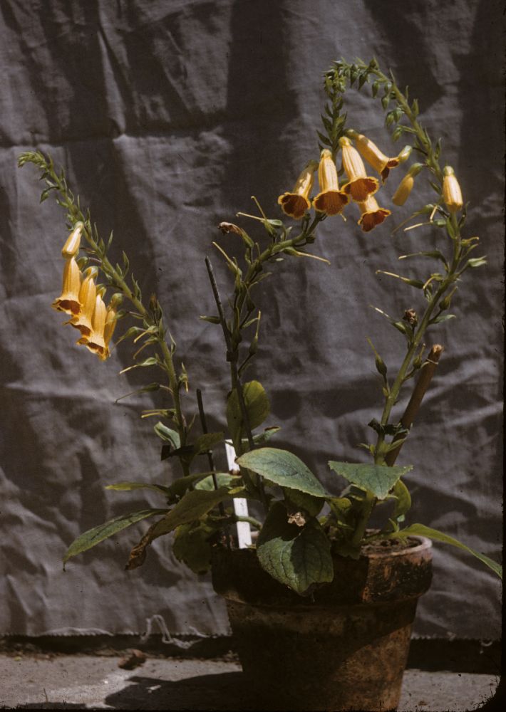Gesneriaceae Titanotrichum oldhamii