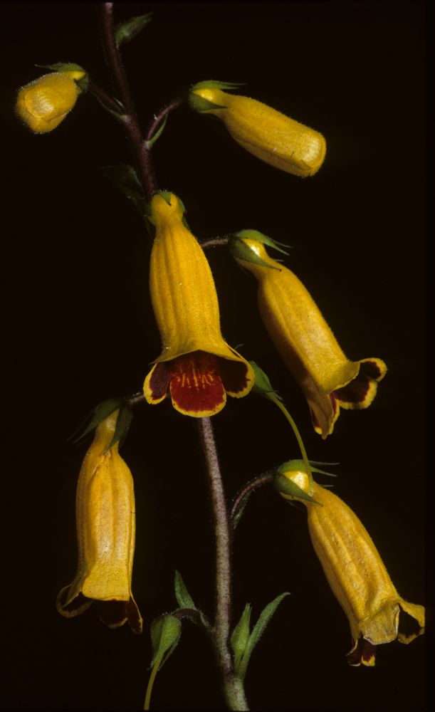 Gesneriaceae Titanotrichum oldhamii