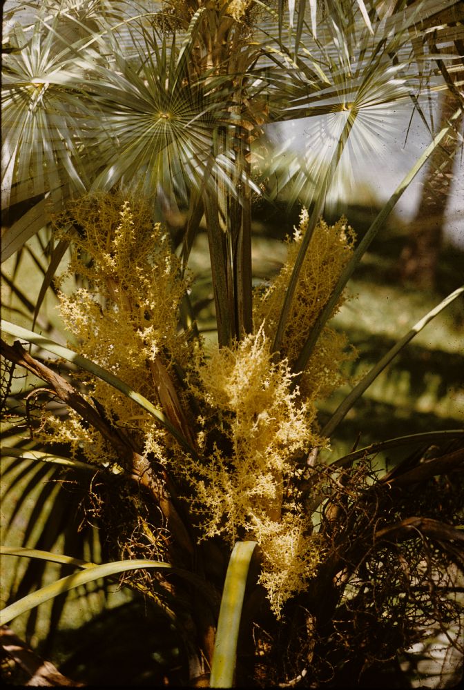 Arecaceae Coccothrinax argentea