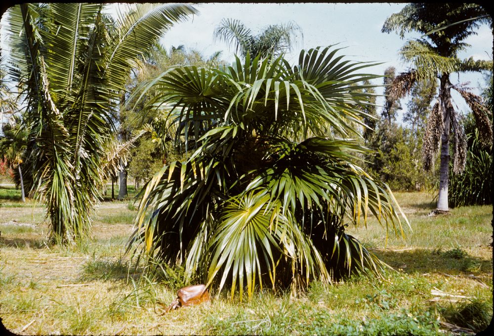 Arecaceae Coccothrinax crinita