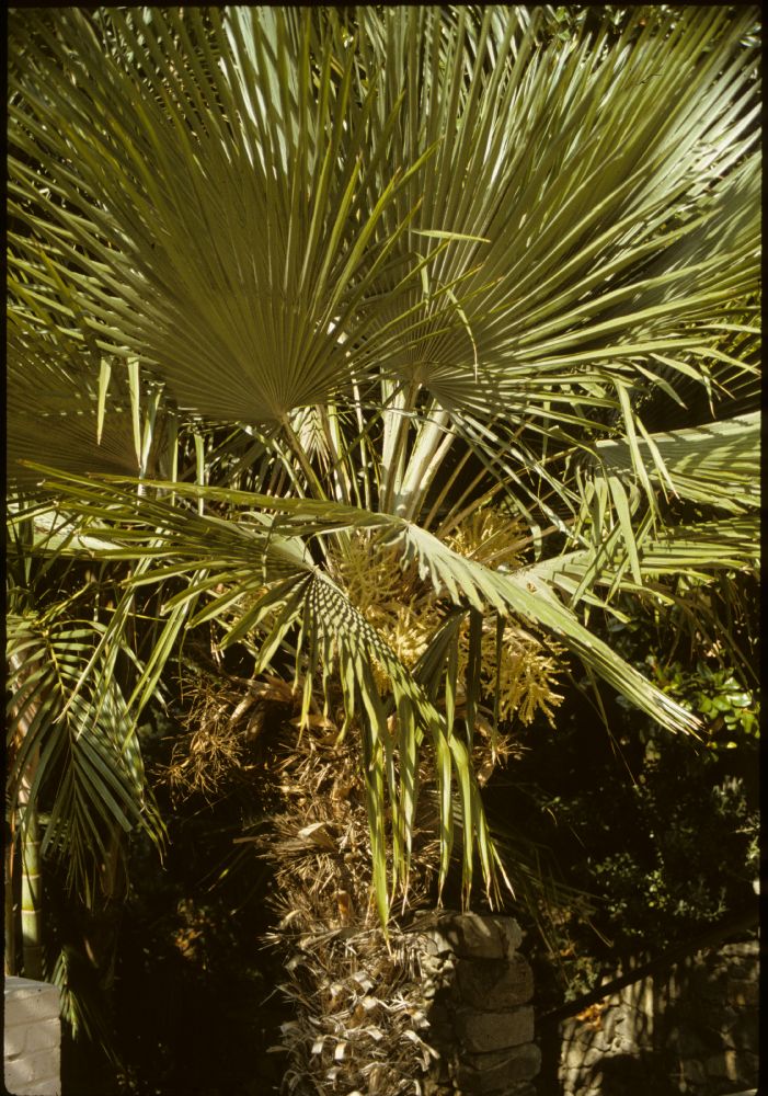 Arecaceae Trithrinax acanthucoma