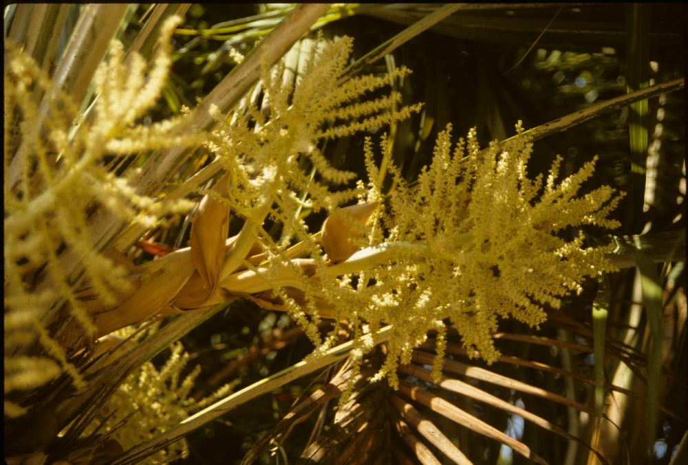 Arecaceae Trithrinax acanthucoma