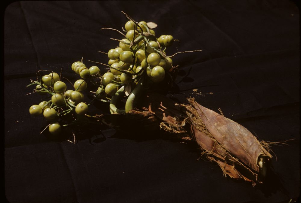 Arecaceae Trithrinax acanthucoma