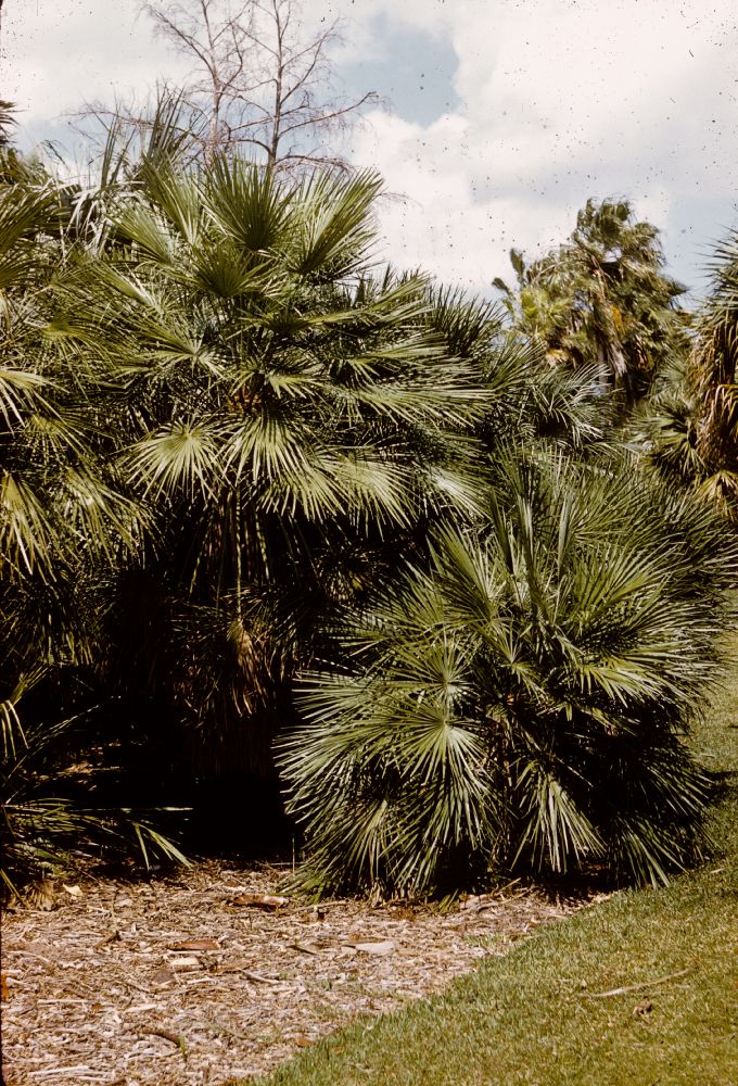 Arecaceae Chamaerops humilis