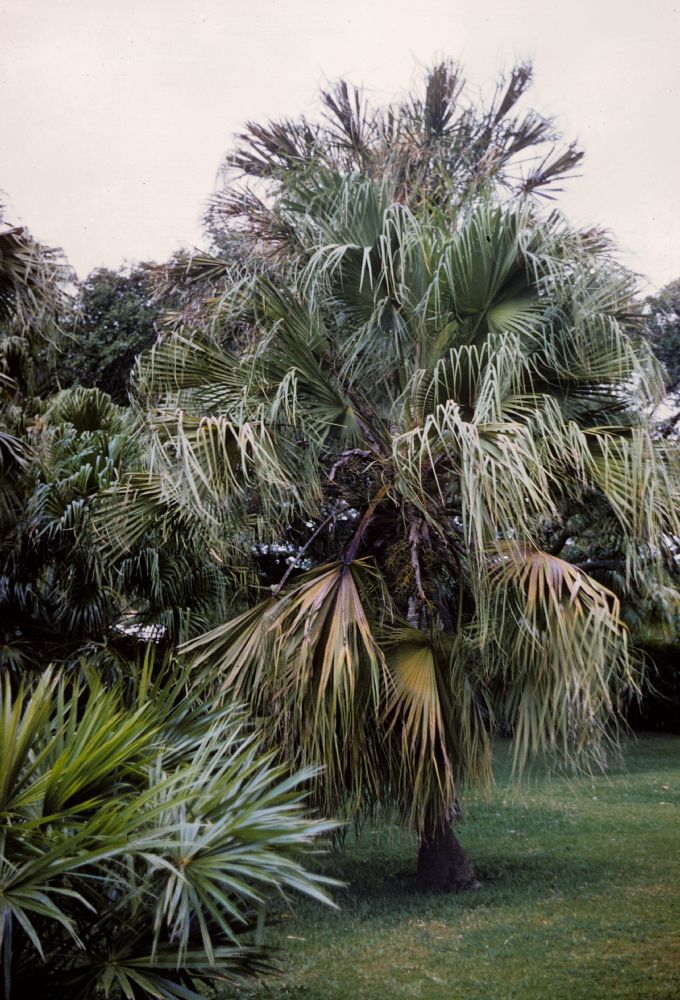 Arecaceae Livistona chinensis