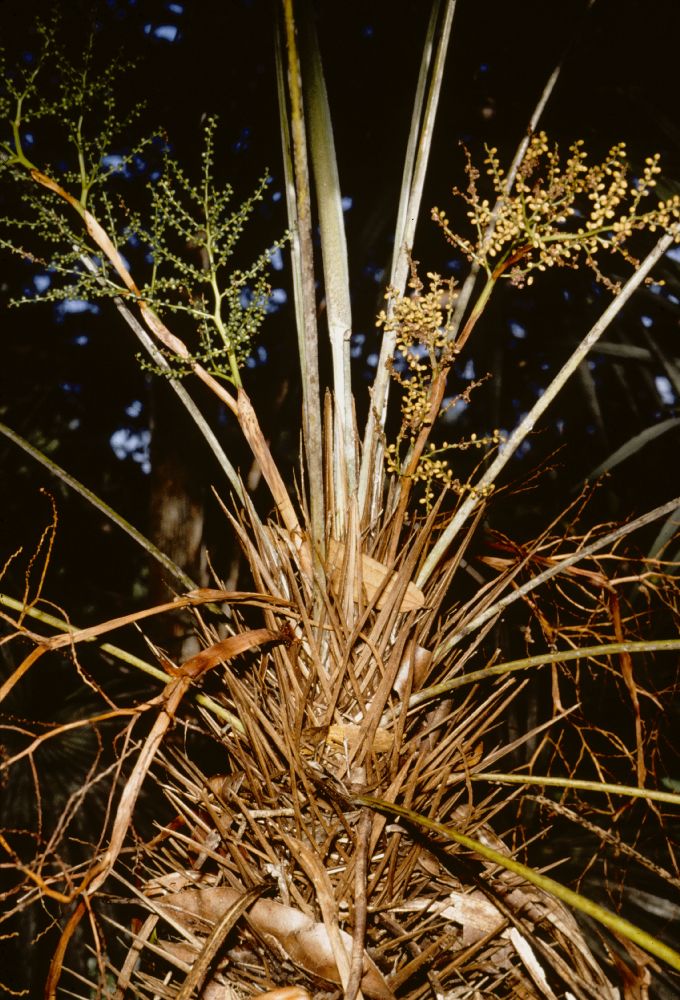 Arecaceae Maxburretia 