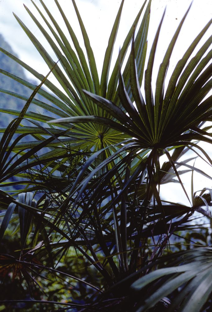 Arecaceae Maxburretia furtadoana