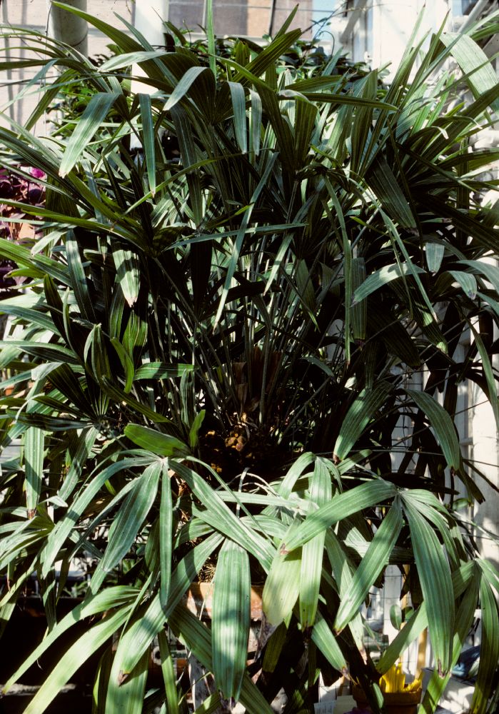 Arecaceae Rhapidophyllum hysterix