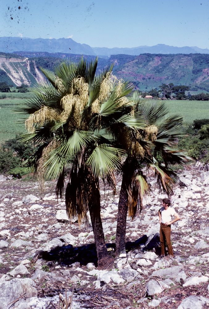 Arecaceae Brahea calcarea