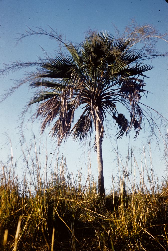 Arecaceae Copernicia 