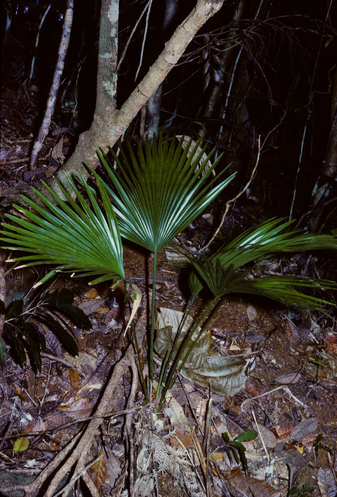 Arecaceae Pritchardiopsis 