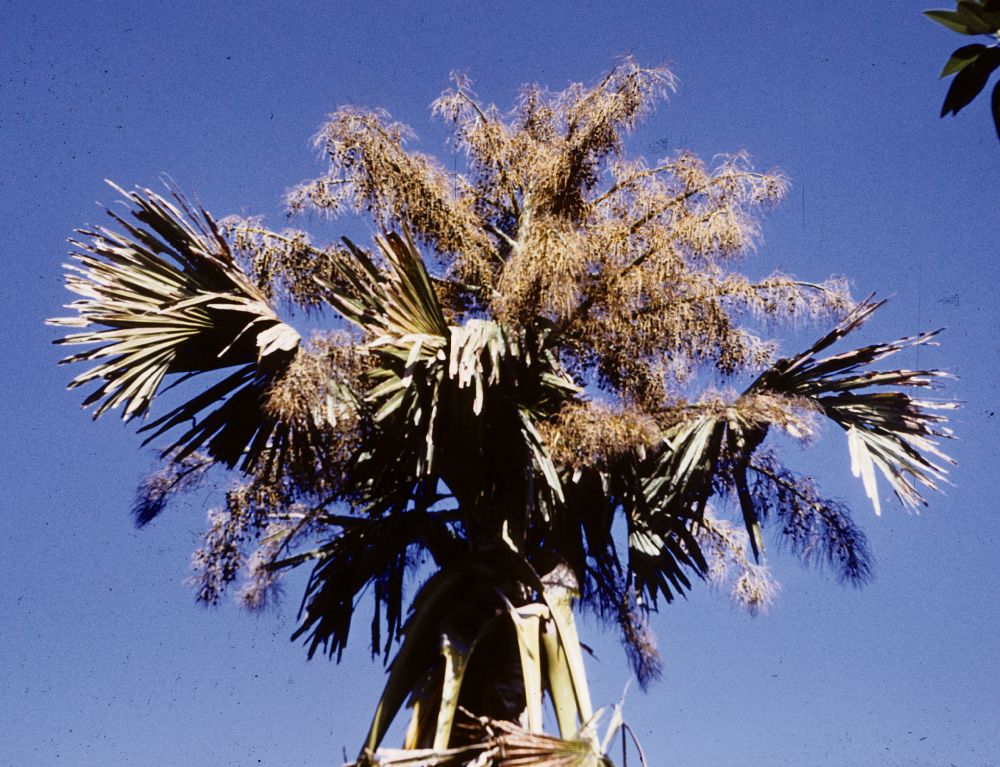 Arecaceae Corypha umbraculifera