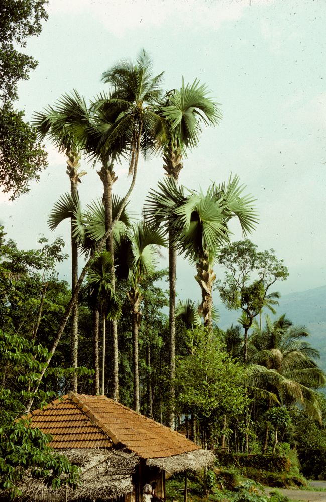 Arecaceae Corypha umbraculifera