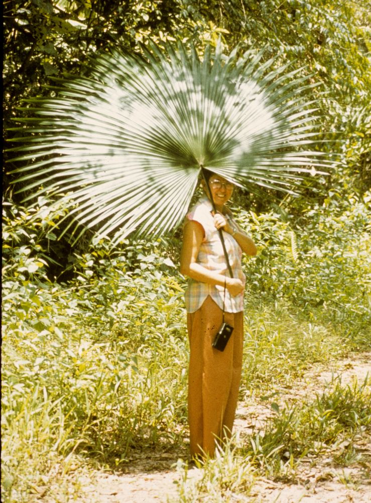 Arecaceae Kerriodoxa elegans