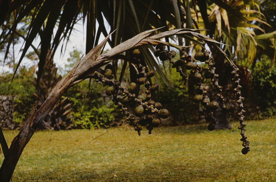 Arecaceae Latania loddigesii