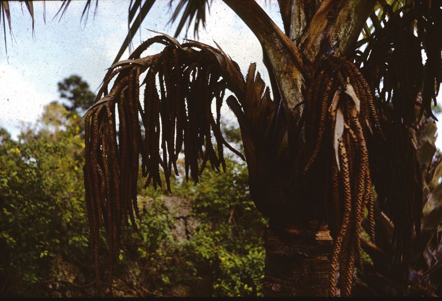 Arecaceae Latania 