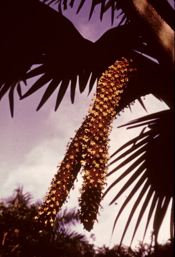 Arecaceae Lodoicea moldivico