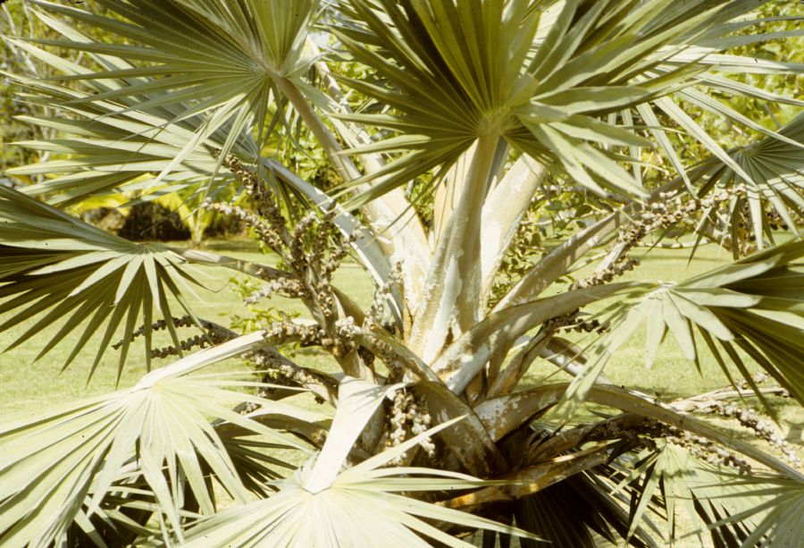 Arecaceae Bismarckia nobilis