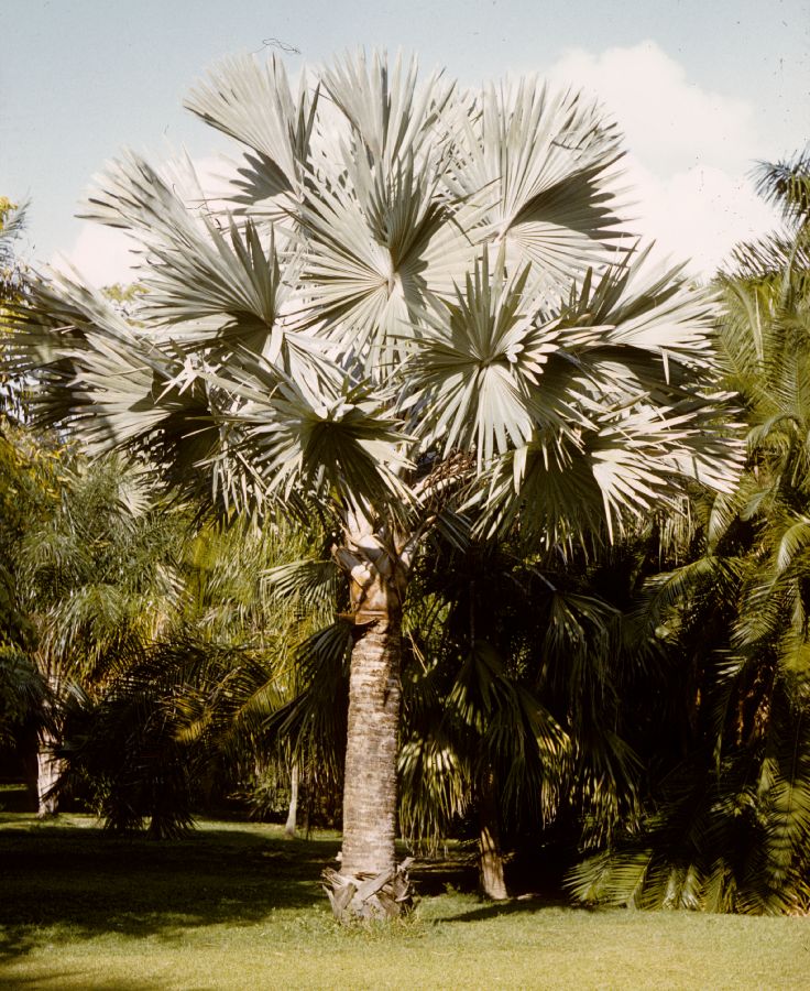 Arecaceae Bismarckia nobilis