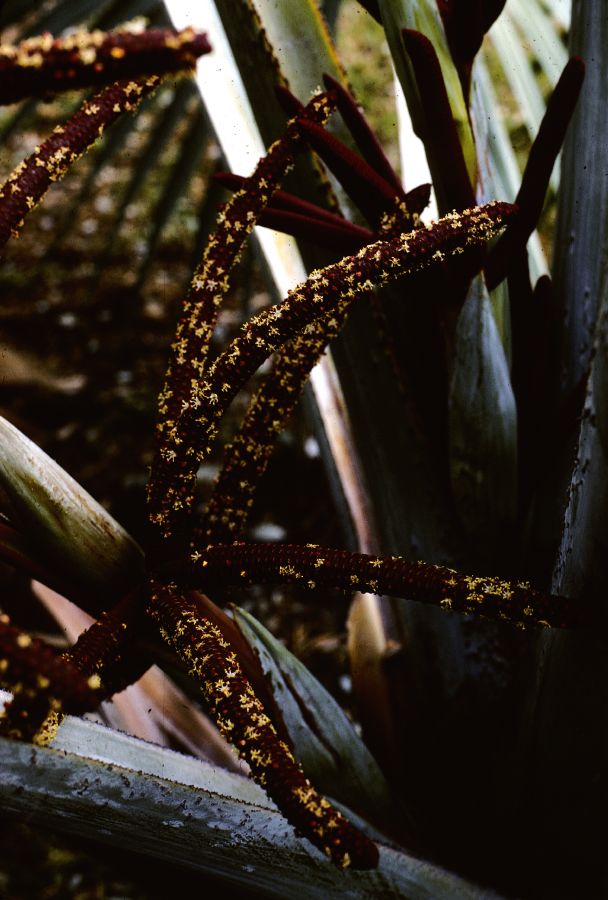 Arecaceae Bismarckia nobilis