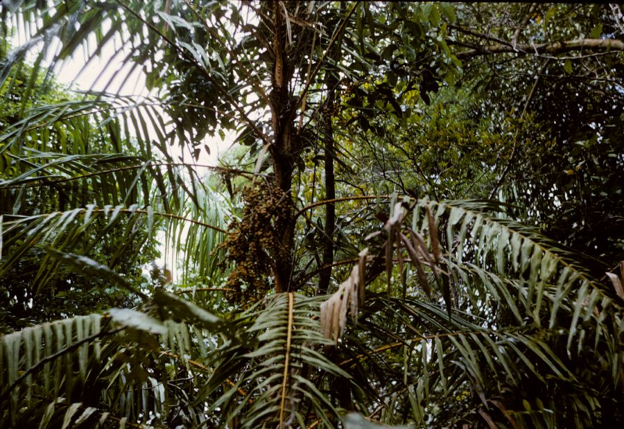 Arecaceae Daemonorops 