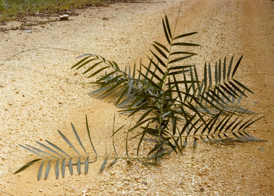 Arecaceae Eremospatha 