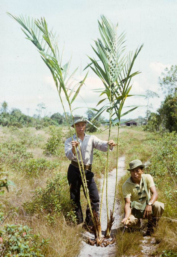 Arecaceae Salacca 