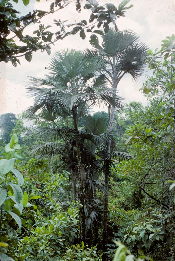 Arecaceae Mauritiella pacifica