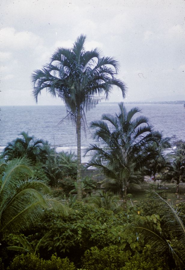 Arecaceae Pigafetta filaris