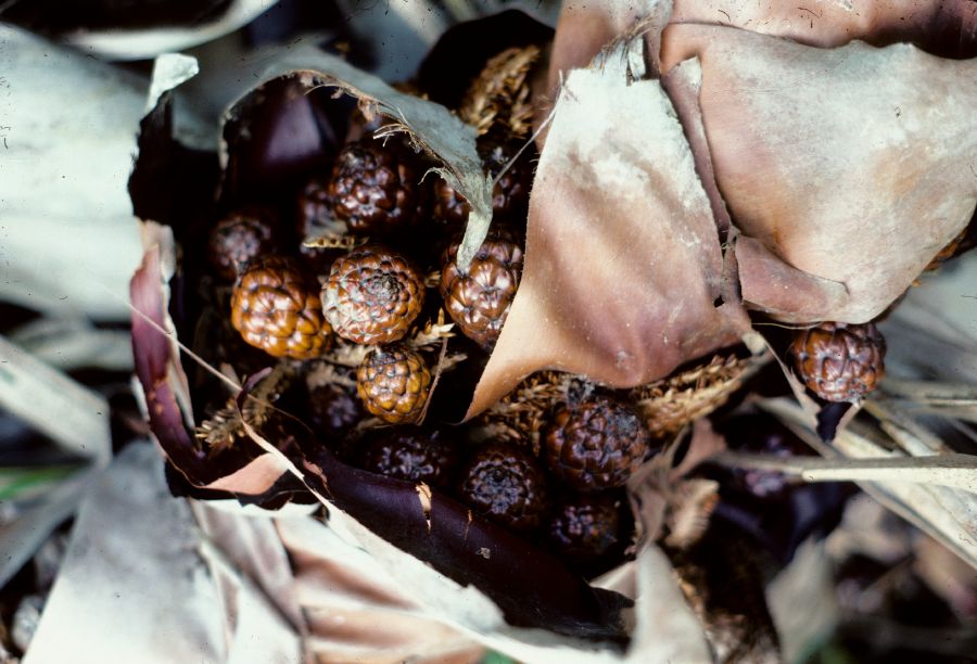 Arecaceae Raphia farinifera