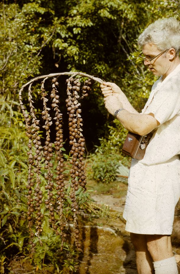 Arecaceae Plectocomia muellerii