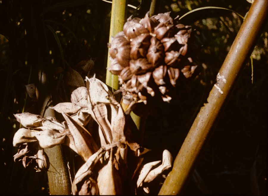 Arecaceae Nypa fructicans