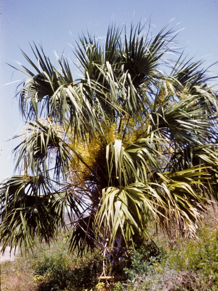 Arecaceae Sabal mexicana