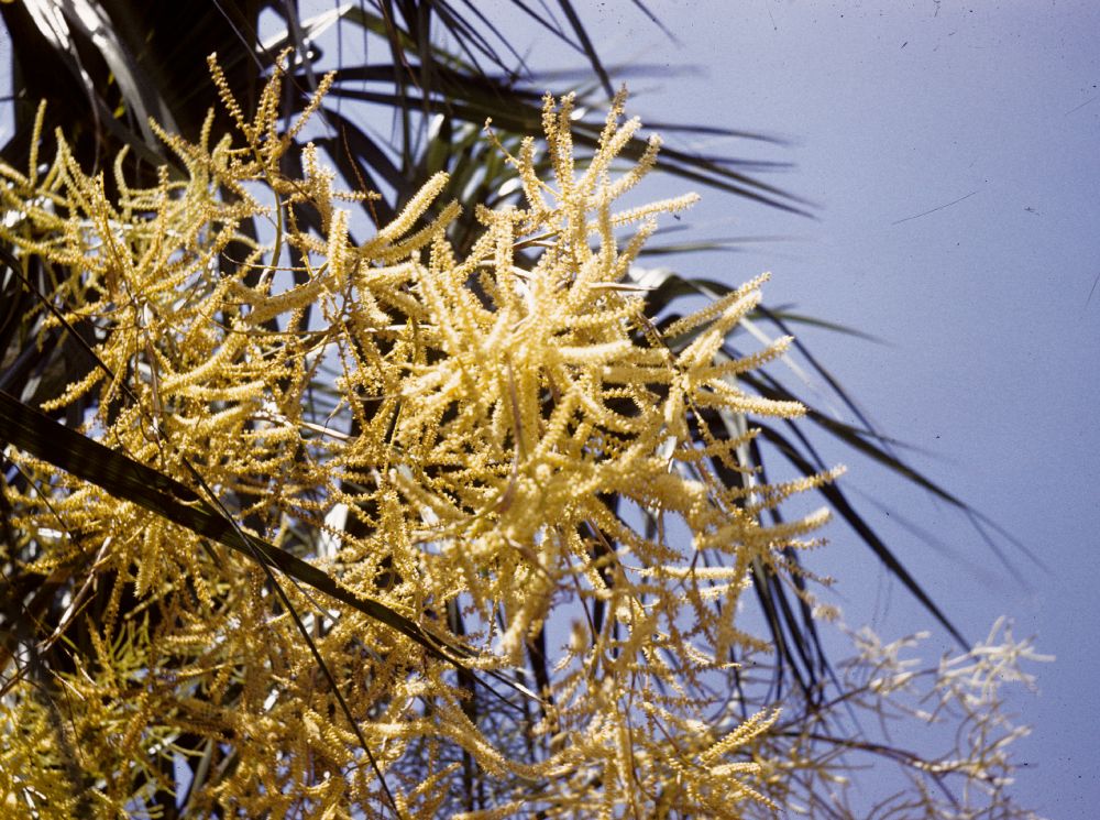 Arecaceae Sabal mexicana