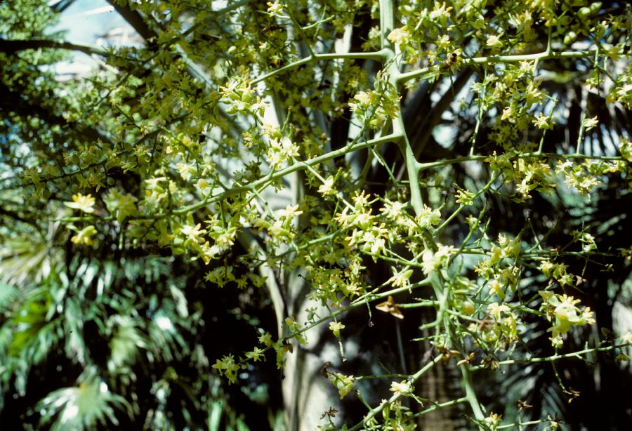 Arecaceae Pseudophoenix sargentii