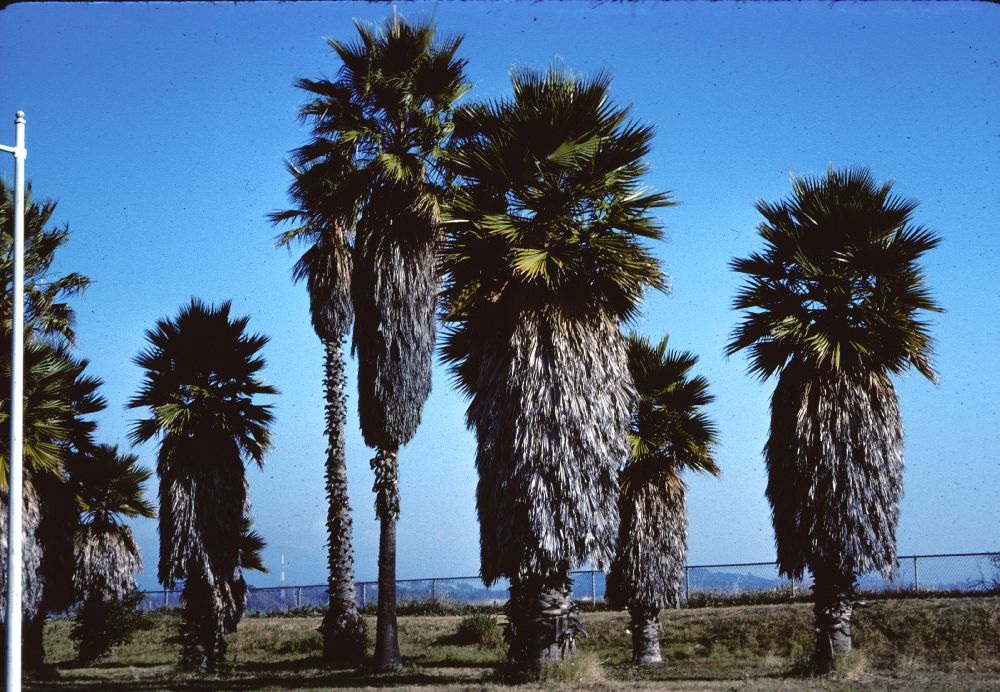 Arecaceae Washingtonia 