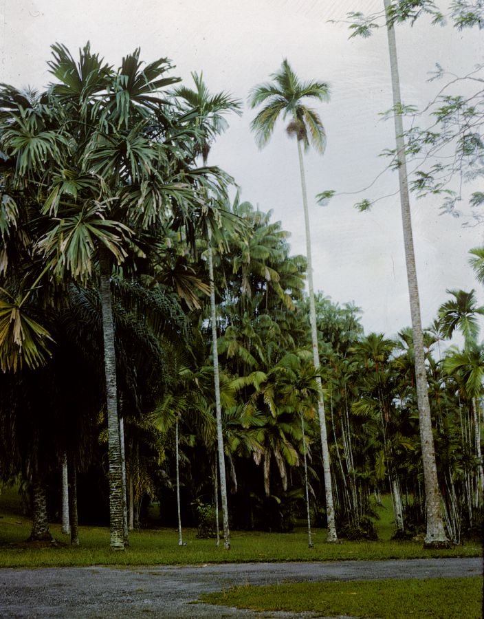 Arecaceae Borassodendron 