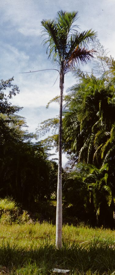 Arecaceae Gaussia attenuata