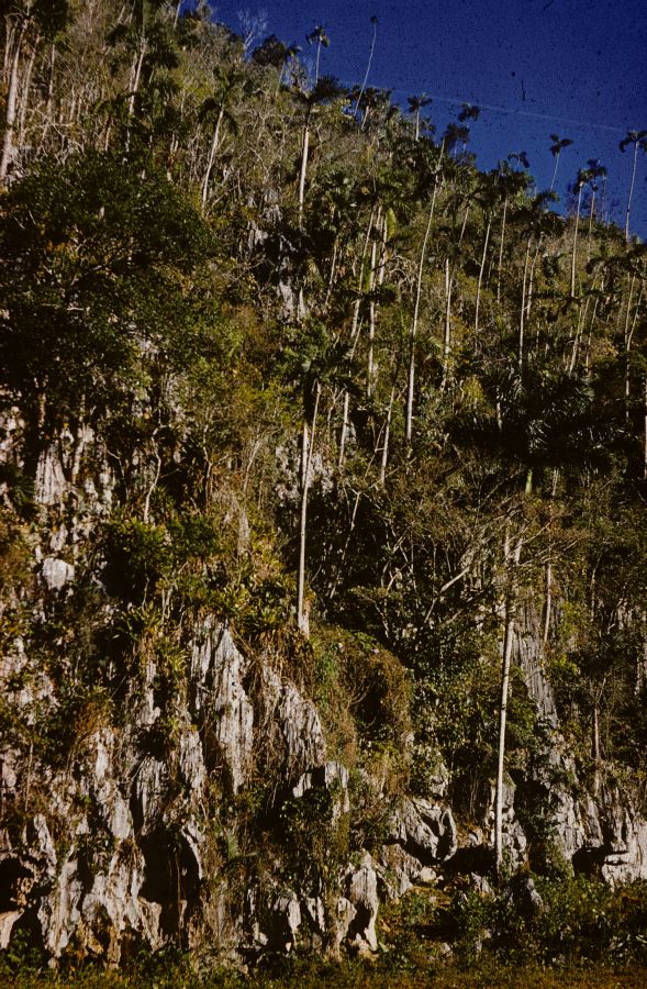 Arecaceae Gaussia princeps