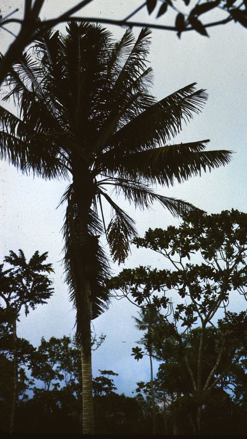 Arecaceae Ravenea hiedebrandtii