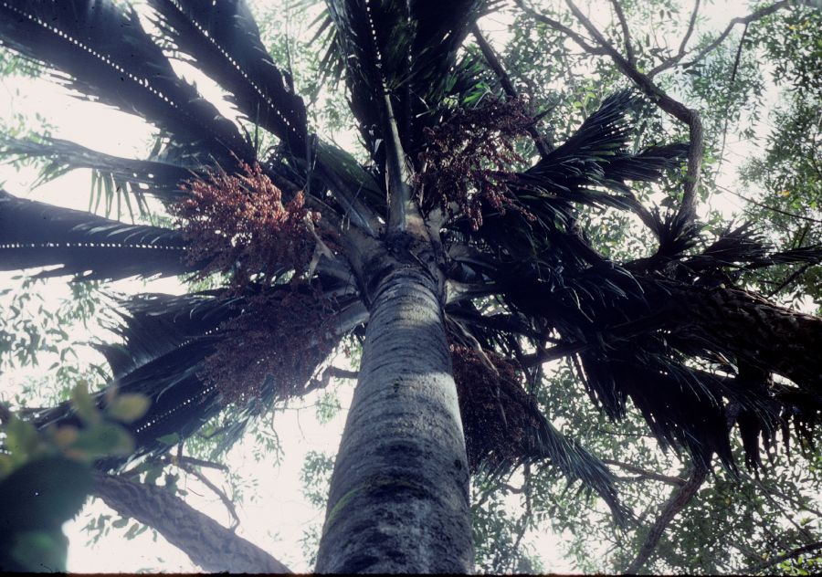 Arecaceae Ravenea robustior