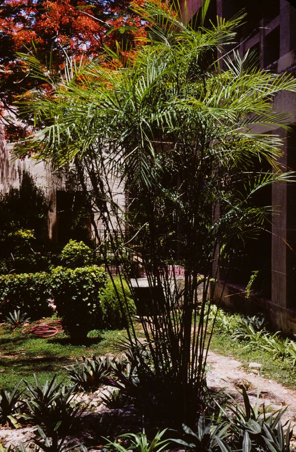 Arecaceae Chamaedorea seifrizii