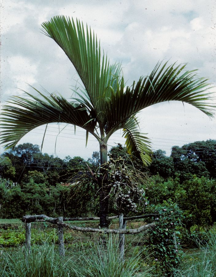 Arecaceae Hyophorbe vaughanii